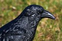 Kruk odstraszacz gołębi i innych ptaków Kruk odstraszacz gołębi i innych ptaków
