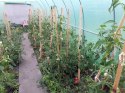 Tunel foliowy - szklarnia ogrodowa AUREA 2x3m Tunel foliowy - szklarnia ogrodowa AUREA 2x3m