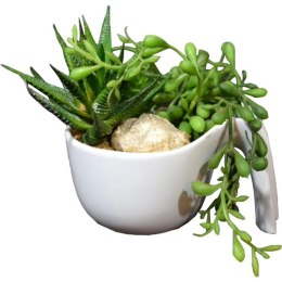 Mix sukulentów w białej ceramicznej doniczce z rączką