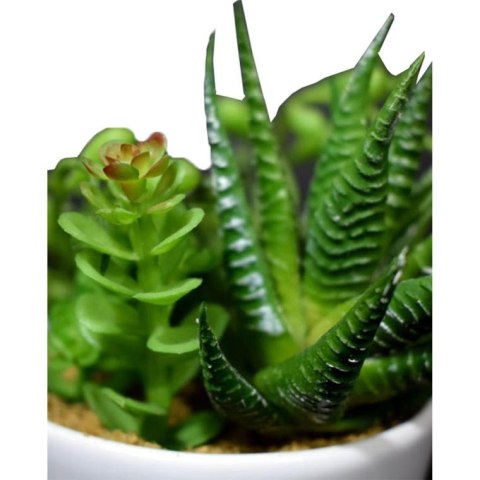 Mix sukulentów w białej ceramicznej doniczce z rączką