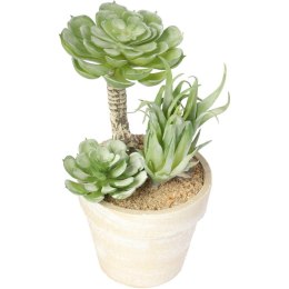 Sukulent w ozdobnej doniczce imitującej cegłę, 15,5 cm