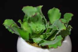 Sztuczny Sukulent w Białej Ceramicznej Doniczce, 11cm Wysokość, 10cm Szerokość