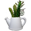 Zestaw sukulentów w białej ceramicznej konewce - dwie wersje wzorów