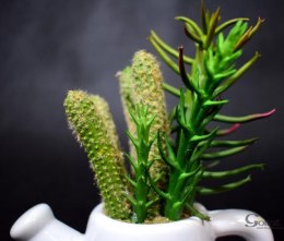 Zestaw sukulentów w białej ceramicznej konewce - dwie wersje wzorów