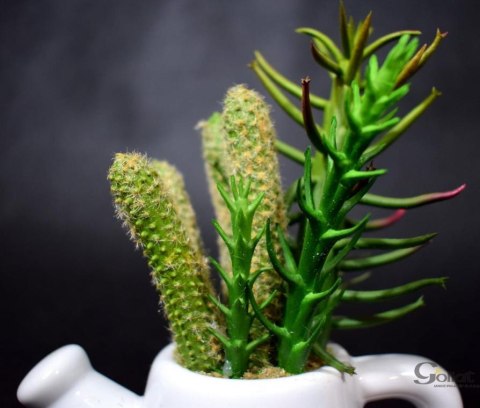 Zestaw sukulentów w białej ceramicznej konewce - dwie wersje wzorów