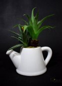Zestaw sukulentów w białej ceramicznej konewce - dwie wersje wzorów