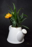 Zestaw sukulentów w białej ceramicznej konewce - dwie wersje wzorów