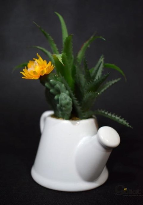 Zestaw sukulentów w białej ceramicznej konewce - dwie wersje wzorów