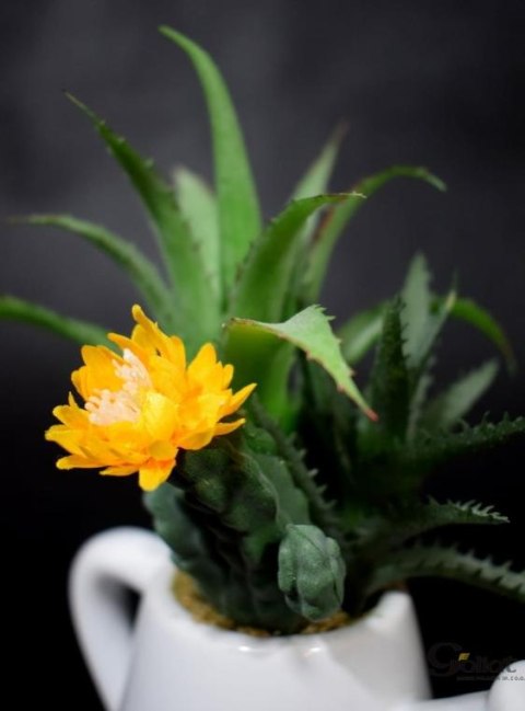 Zestaw sukulentów w białej ceramicznej konewce - dwie wersje wzorów