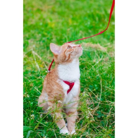 Automatyczna Smycz dla Psa Niebieska 3m - Mocna i Wygodna w Użyciu do 11kg