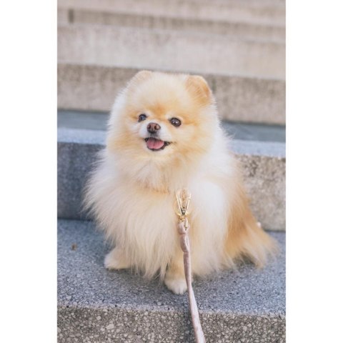 Automatyczna Smycz dla Psa do 11kg - Żółta, 3m, Wytrzymała z Wygodną Rączką i Stałą Blokadą