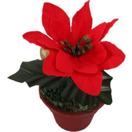 Poinsecja w doniczce 10 cm czerwona