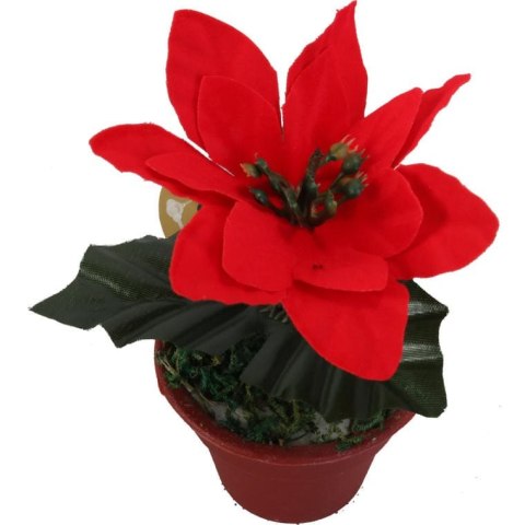 Poinsecja w doniczce 10 cm czerwona
