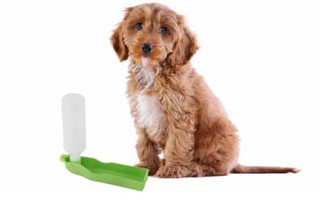 Skladany Bidon na Wodę dla Psa Zielony 500ml z Sznurkiem do Przypięcia DC05