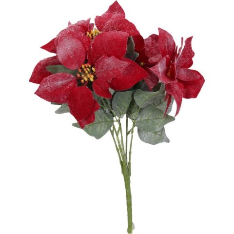 Świąteczny bukiet czerwonych, ośnieżonych poinsecji