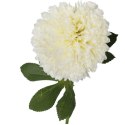 Biały Czosnek Dekoracyjny - Kwiat Pojedynczy, Długość 52 cm
