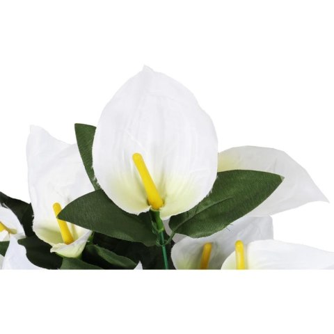 Bukiet 12 anturium w kolorze białym