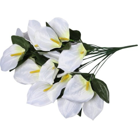 Bukiet 12 anturium w kolorze białym