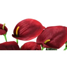 Bukiet 12 anturium w kolorze czerwonym