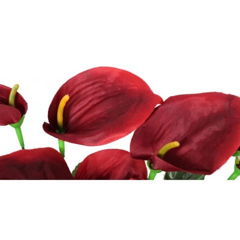 Bukiet 12 anturium w kolorze czerwonym