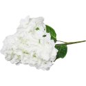Bukiet 4 hortensji w kolorze białym