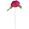 Chryzantema kwiat pojedynczy w kolorze bordowym z trawką
