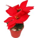 Czerwona Sztuczna Poinsecja w Doniczce