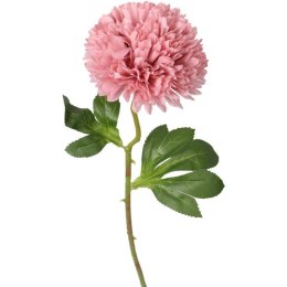 Czosnek pojedynka w kolorze pudrowego różu