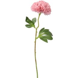 Czosnek pojedynka w kolorze pudrowego różu