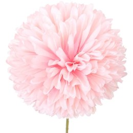 Czosnek pojedynka w kolorze różowym