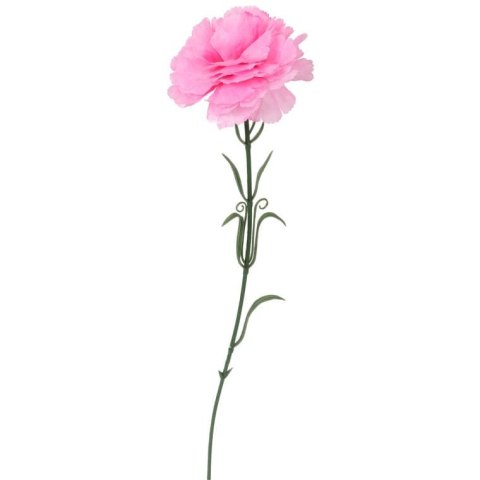 Goździk pojedynka w kolorze różowym