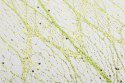 ORGANZA ZIELONA Z NADRUKIEM BROKATOWYM 0,50 x 10 m