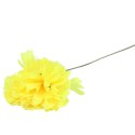 Chryzantema pojedynka bez listka jasno żółta 35 cm