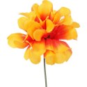 Chryzantema pojedynka bez listka pomarańczowa 35 cm