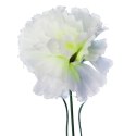 Goździk pojedynka w kolorze białym 46 cm