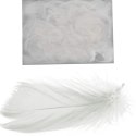 Piórka białe w boksie PVC