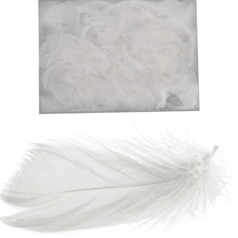 Piórka białe w boksie PVC