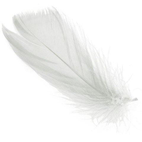 Piórka białe w boksie PVC