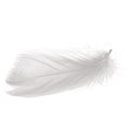 Wyselekcjonowane białe piórka do dekoracji w boksie PVC