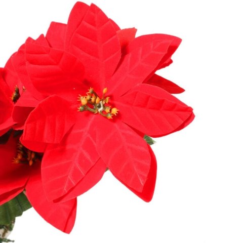 Czerwone Poinsecje w Doniczce - Bukiet 5 sztuk, Wysokość 35 cm