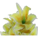 BUKIET 10 LILII KOLOR JASNO ŻÓŁTY