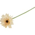 GERBERA KWIAT POJEDYNCZY KOLOR KREMOWY