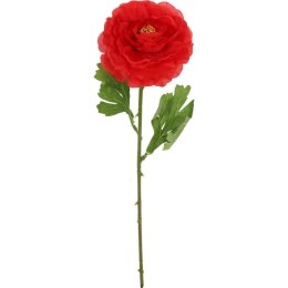 KACZENIEC KWIAT POJEDYNCZY KOLOR CZERWONY
