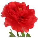 KACZENIEC KWIAT POJEDYNCZY KOLOR CZERWONY