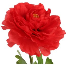 KACZENIEC KWIAT POJEDYNCZY KOLOR CZERWONY