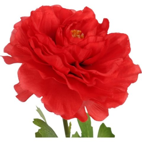 KACZENIEC KWIAT POJEDYNCZY KOLOR CZERWONY