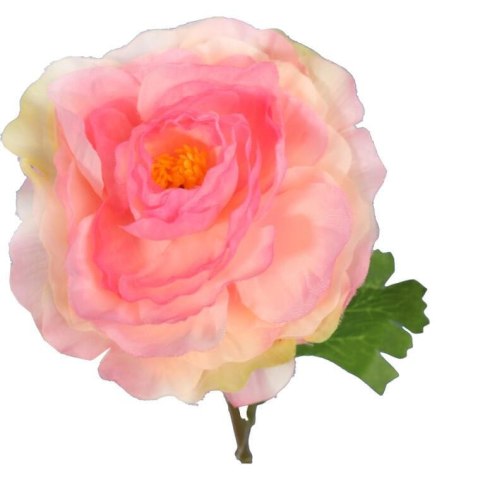 KACZENIEC KWIAT POJEDYNCZY KOLOR RÓŻOWY