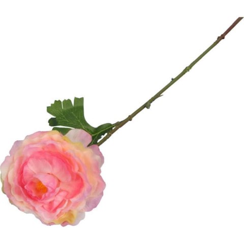 KACZENIEC KWIAT POJEDYNCZY KOLOR RÓŻOWY