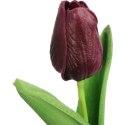 TULIPAN GUMOWANY POJEDYNKA KOLOR FIOLETOWY