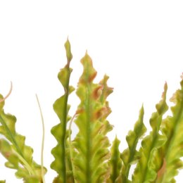 BUKIET PAPROCI 45 CM CIENIOWANE